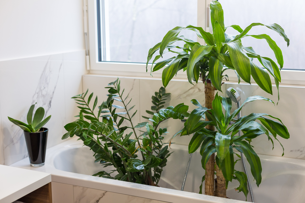 душ для растений в ванной как правильно
