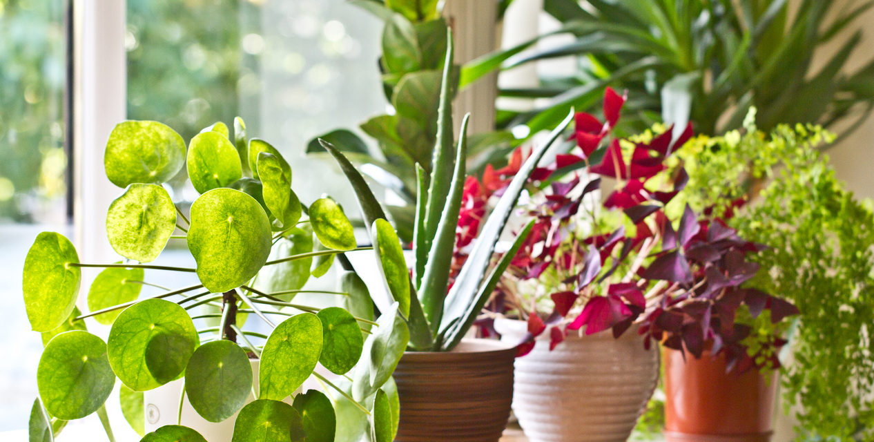 9 Easy Ways To Water Plants While on Vacation