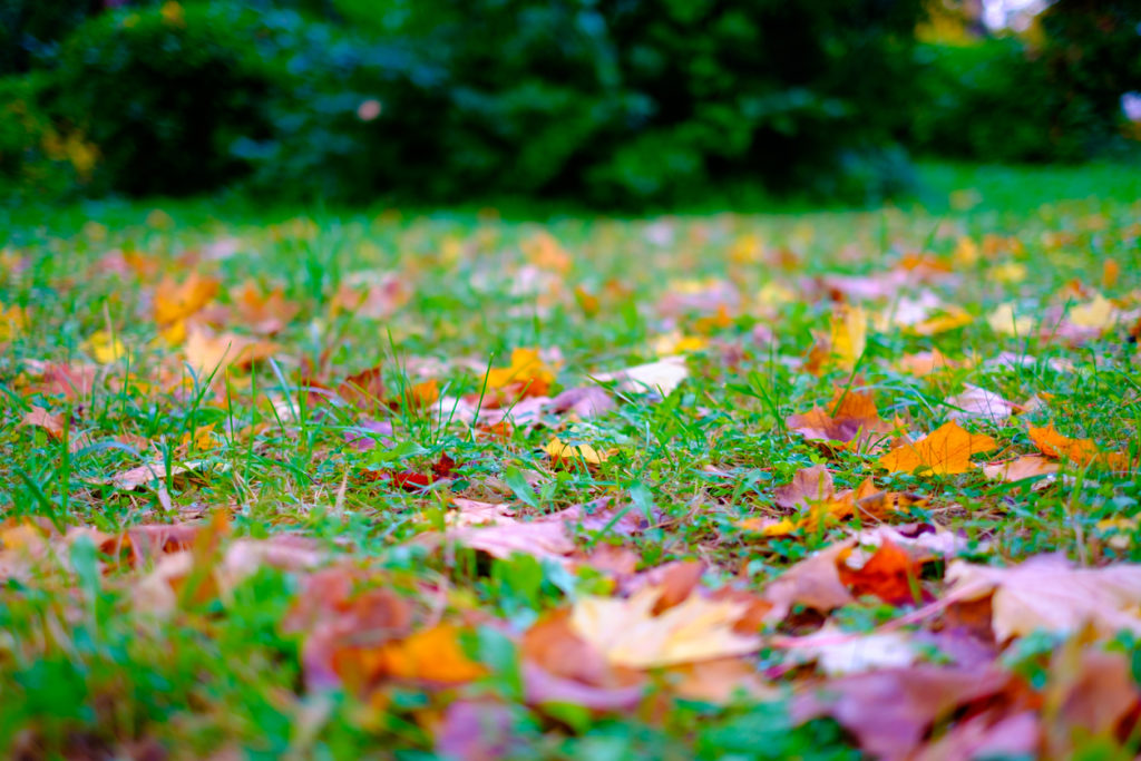 Lawn Leaves Photo Credit: Denis Novolodskiy (iStock).