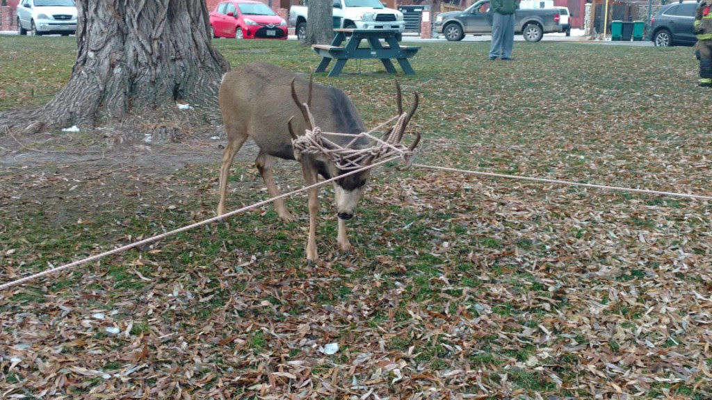 Holiday Decorations Pose Deadly Threat to Wildlife