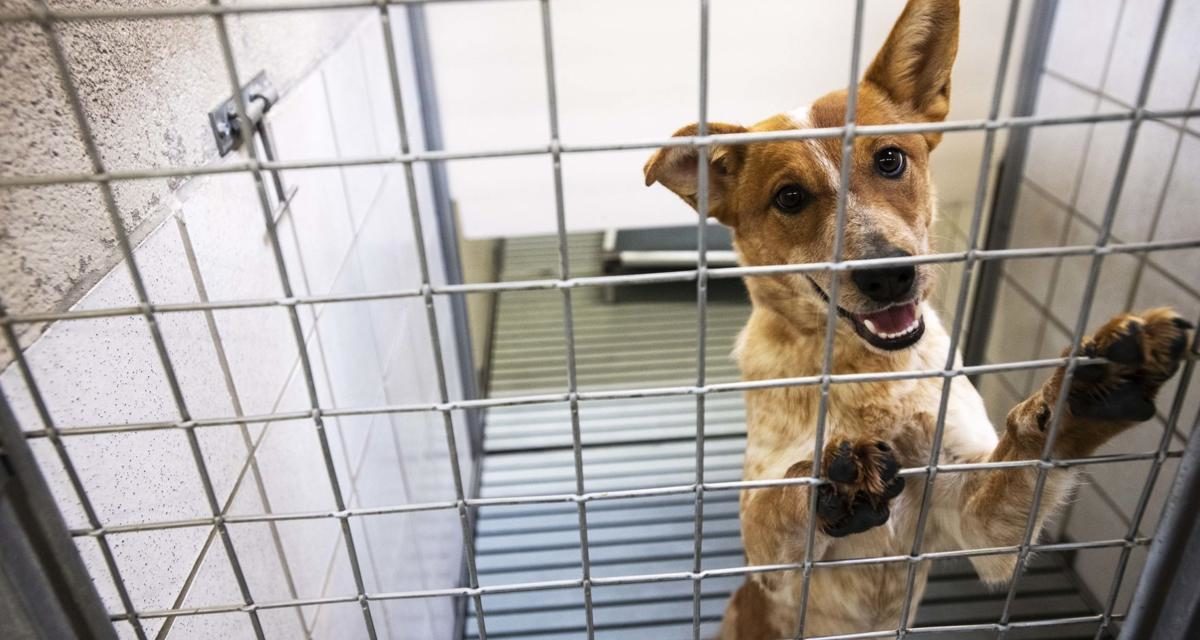 Humane Society’s Hopes to Provide 1,000 Animals With Homes Over The Holidays