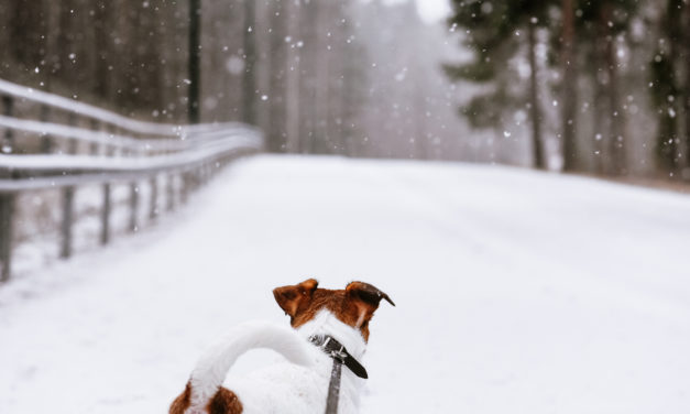 5 Winter Safety Tips For Walking Dogs
