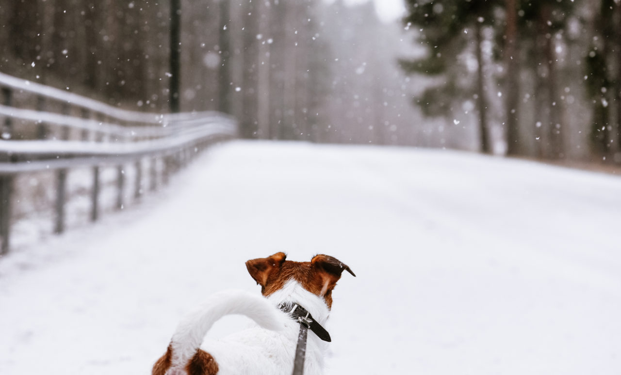 5 Winter Safety Tips For Walking Dogs | BestLifeHere.com